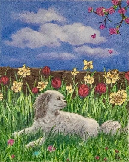 Book Illustration Poodle Colored Pencil 8 x 10